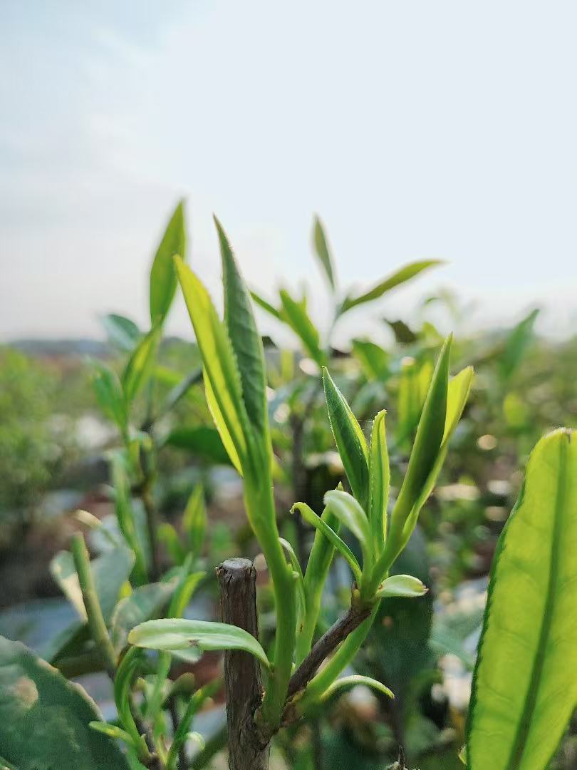 微信图片_20251103092051